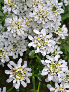 Aufnahme mit der Hauptkamera