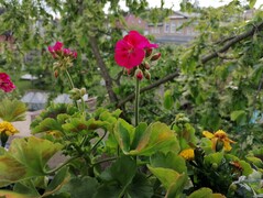 Huawei P30 Lite | Foto-Modus