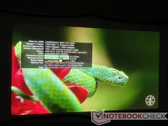 Farbverschmierungen und -verläufe sind hinter dieser Viper zu erkennen. Die Details an der Schlange selbst sind jedoch ziemlich klar.