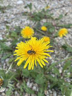 Aufnahme mit der Hauptkamera