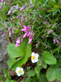 Aufnahme mit der Hauptkamera