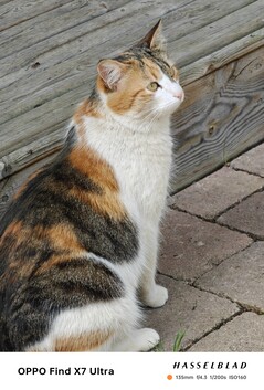 Aufnahme mit der Telekamera (6-facher optischer Zoom)