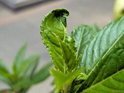 Makroaufnahme mit der Hauptkamera