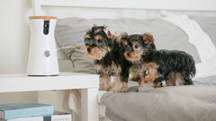 Furbo: Hundekamera wirft Leckerlis
