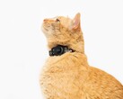 Tile for Cats soll dabei helfen, entlaufene Katzen aufzuspüren. (Bild: Tile)