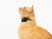 Tile for Cats soll dabei helfen, entlaufene Katzen aufzuspüren. (Bild: Tile)