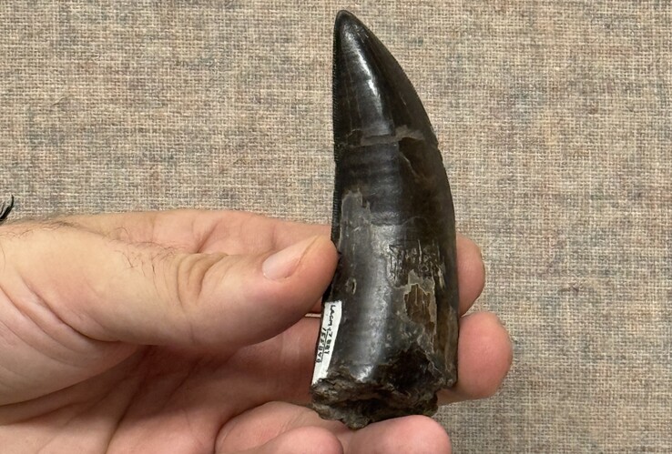 Einer der T.-Rex-Zähne, die von den Forschern verwendet wurden