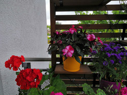 Aufnahme Hauptkamera ohne AI