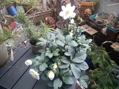 Aufnahme Vale V12X Hauptkamera