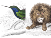 Illustrationen von Wildtieren