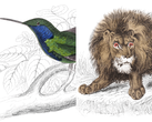 Illustrationen von Wildtieren