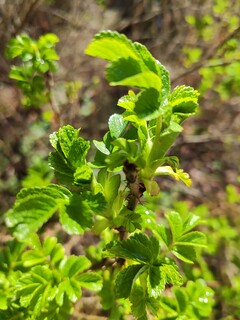 Aufnahme mit der Hauptkamera