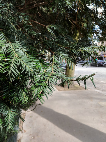 Beim Pixel 2 XL sieht das Ergebnis wohl etwas natürlicher aus. (Bild: The Verge)