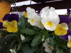 Aufnahme Frontkamera