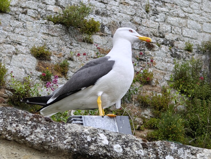 Motorola Edge 50 Ultra