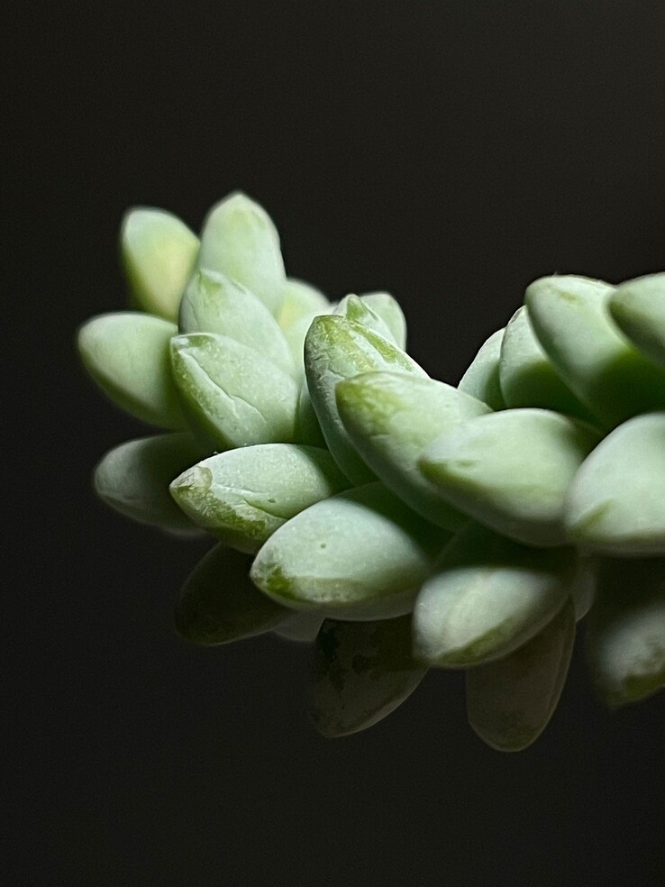 Der Makro-Modus erlaubt es, Objekte deutlich größer zu fotografieren. (Bild: Halide)