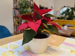 Bokeh-Effekt Huawei Mate 50 Pro