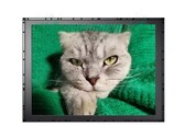 200 Millionen Pixel, die fast vollständig von einer Katze ausgefüllt werden – die Zukunft ist flauschig. (Bild: Samsung)