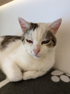 Aufnahme mit der Hauptkamera