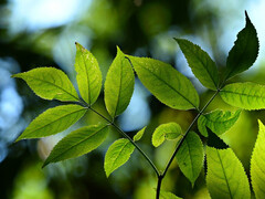 Nach dem Vorbild der Natur mehr Energie aus Licht herausholen. (Bild: pixabay/MabelAmber)