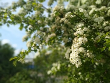 Motorola Moto G6: Hauptkamera-Aufnahme (Porträtmodus)