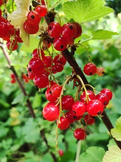 Aufnahme mit der Hauptkamera