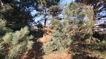 Warme Abendsonne, aber der Weißabgleich kommt nicht hinterher, Bereiche sind überstrahlt und zu blass