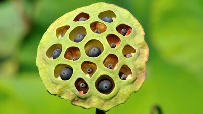 Die Lotosblume ist der klassische Beispiel, um jemanden auf Trypophobie zu testen