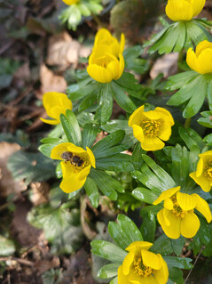 Aufnahme mit der Hauptkamera