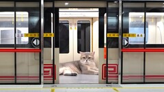 Eine echte U-Bahn für Katzen in Cat-Town: Ein Video eines Miniaturmodell-Technikers sorgt für hohe Zuschauerzahlen weltweit. (Bildquelle: Xing's World)