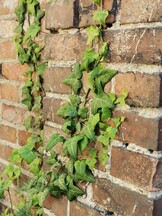 Huawei P30 Pro | 2x-Zoom-Modus