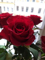 Nahaufnahme mit der Hauptkamera ohne eingeschalteten Tiefeneffekt