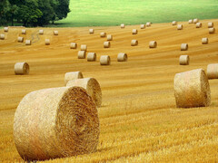 Viel hilft nicht immer viel - auch in der Landwirtschaft. (Bild: pixabay/ybernardi)
