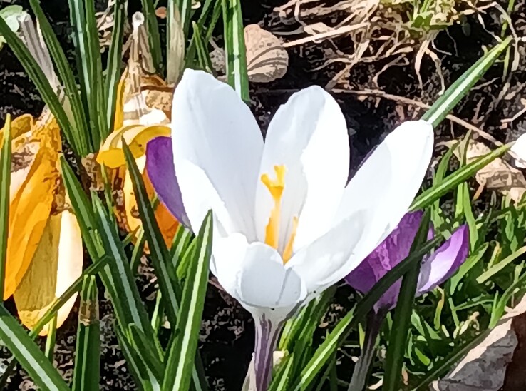 Lenovo Tab K11 Gen 2 – Hauptkamera 8-fach Zoom