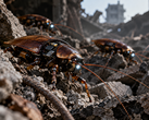 Echte Cyborg-Insekten könnten künftig eine wichtige Rolle bei Such- und Rettungseinsätzen spielen