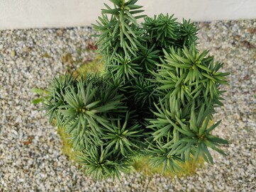 Aufnahme OnePlus 8 Pro