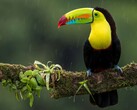 Ein Toucan auf einem Ast