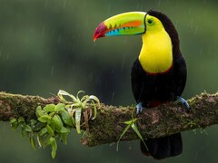 Ein Toucan auf einem Ast