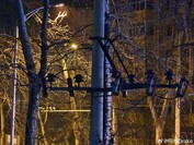 iQOO 12 Pro 5x Telefoto