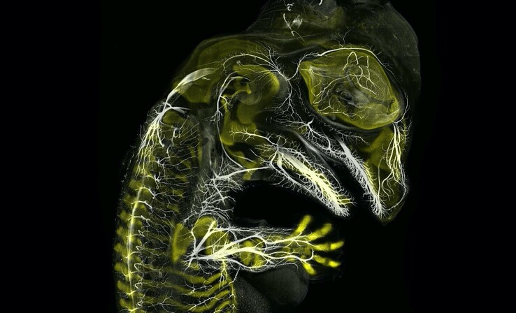 Auf Platz 3 findet sich das Foto eines Alligator-Embryo von Daniel Smith Paredes und Dr. Bhart-Anjan S. Bhullar.