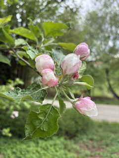 Aufnahme mit der Hauptkamera