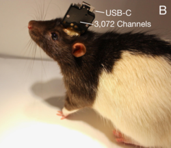 Bisher wurde die Technik nur an Mäusen getestet (Quelle: Neuralink)