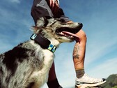 Fi Ultra wird am Halsband des Hundes befestigt.