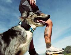 Fi Ultra wird am Halsband des Hundes befestigt.
