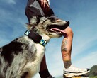Fi Ultra wird am Halsband des Hundes befestigt.