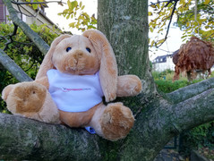 Testfoto Huawei Mate 10 Lite