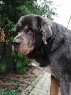 Portrait-Modus Front-Cam