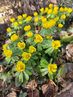 Aufnahme mit der Hauptkamera
