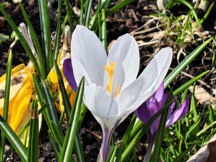 Motorola Edge 70 Fusion – Hauptkamera 8-fach Zoom