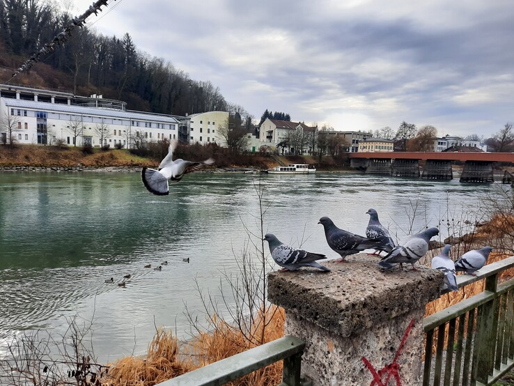 Aufnahme Standardobjektiv